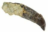 Rooted, Juvenile Allosaurus Tooth - Colorado #91371-1